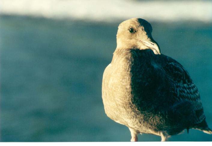 AptosGull1_small