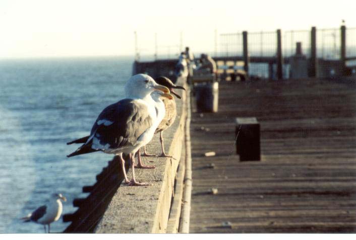 AptosGull3_small