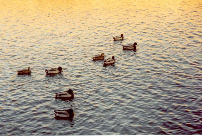 aptosduck3_small