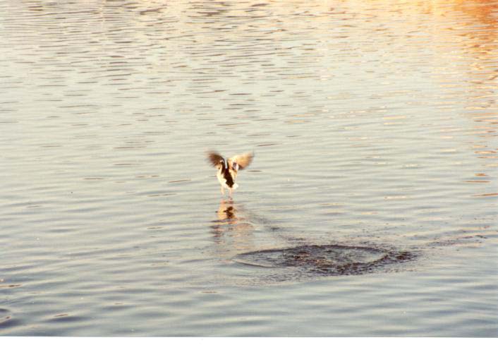aptosduck_small