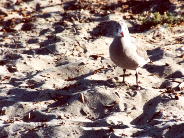 gull_small