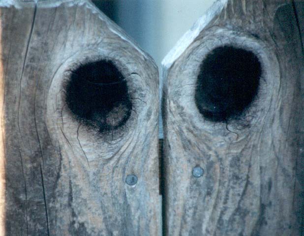 woodeyes_small