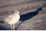 AptosGull2_small