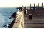 AptosGull3_small