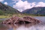 AspenBeaverDam1_small