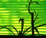 bambooCrop2_small