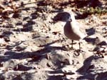 gull_small