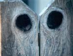 woodeyes_small