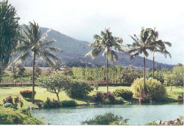 Plantation_6