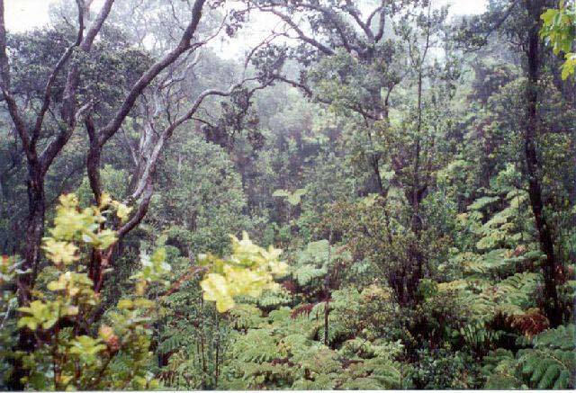 RainForest_3
