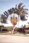 Plantation_8