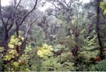 RainForest_3