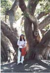 Tree_1