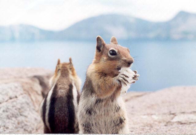 crater_squirrel3