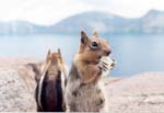 crater_squirrel3