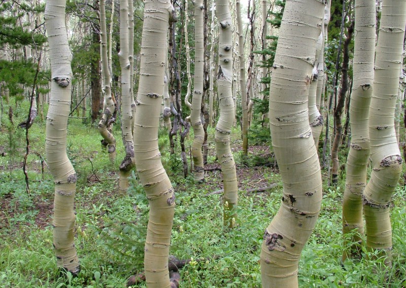 DanceOfTheTrees.jpg