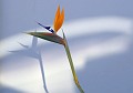 BirdAndNimbus