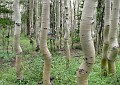 DanceOfTheTrees