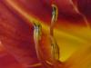 Cobra_Stamen