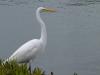egret