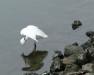 egret_yoga
