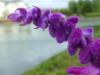 its_a_flower_really