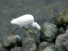 rapt_egret