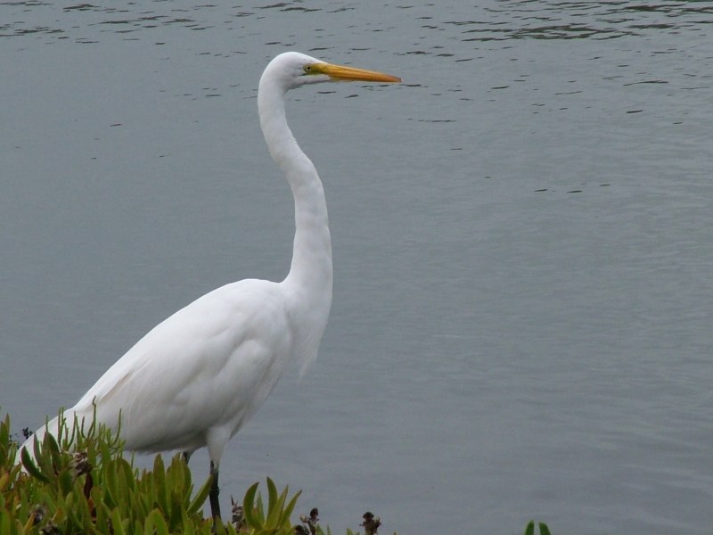egret