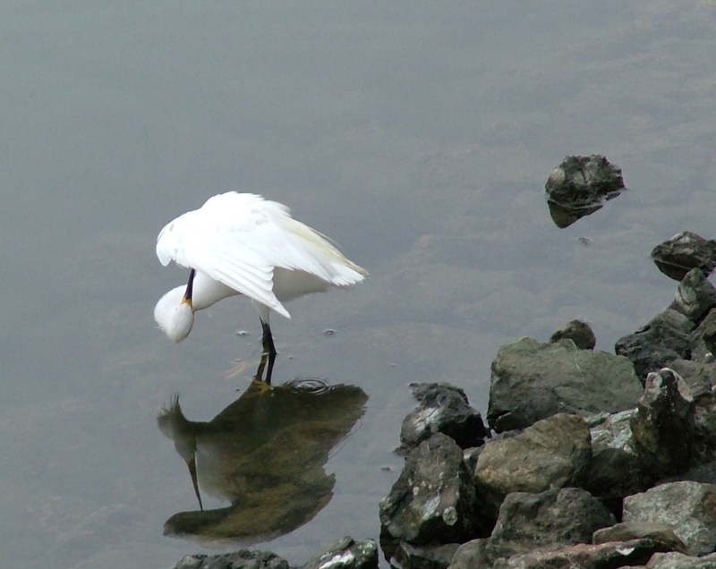 egret_yoga