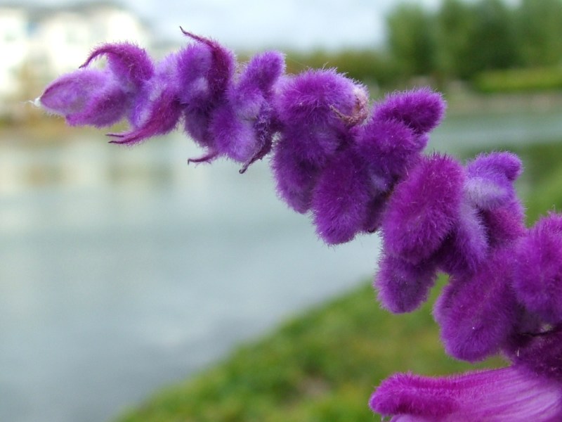 its_a_flower_really