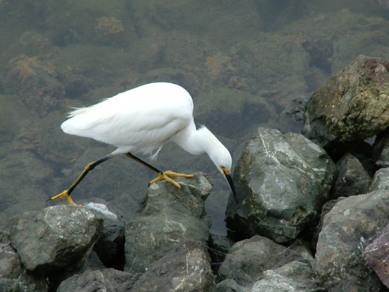 rapt_egret