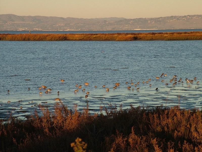 sanfranciscobay2