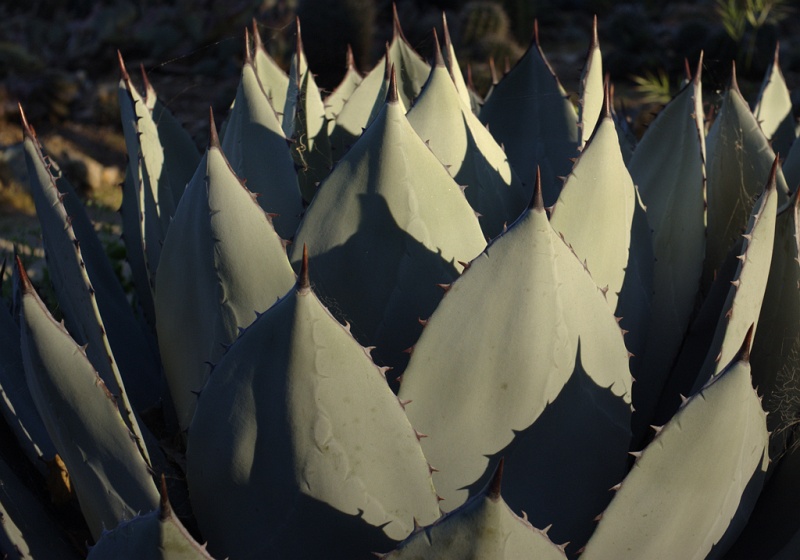 CactusGarden_2.jpg
