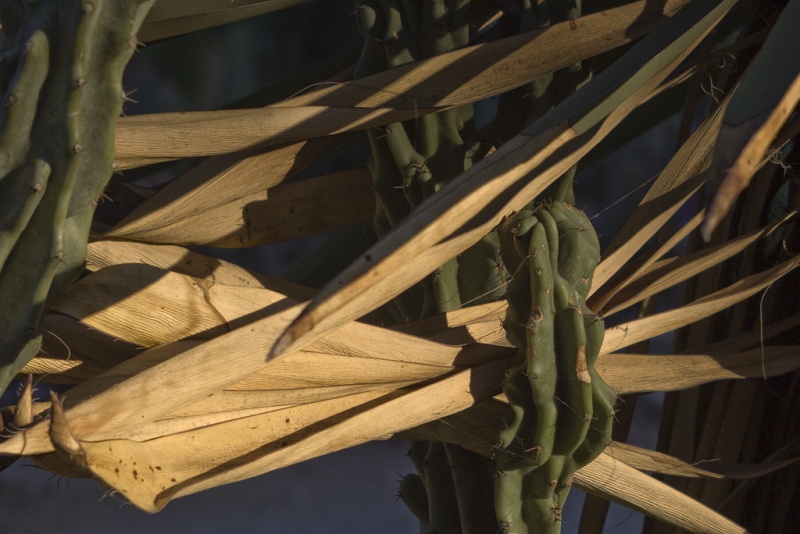CactusGarden_3.jpg