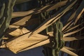 CactusGarden_3