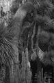 CactusGarden_5jpg